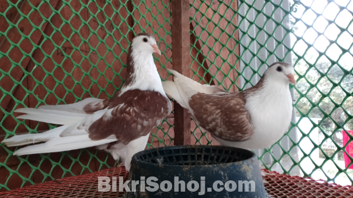 লাহোরি সিরাজ